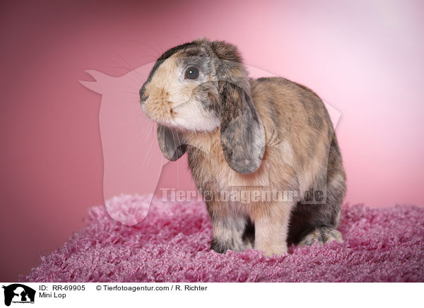 Mini Lop / RR-69905