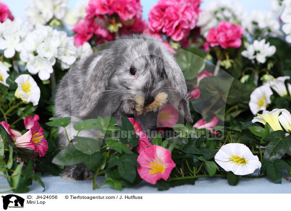 Zwergwidder / Mini Lop / JH-24056