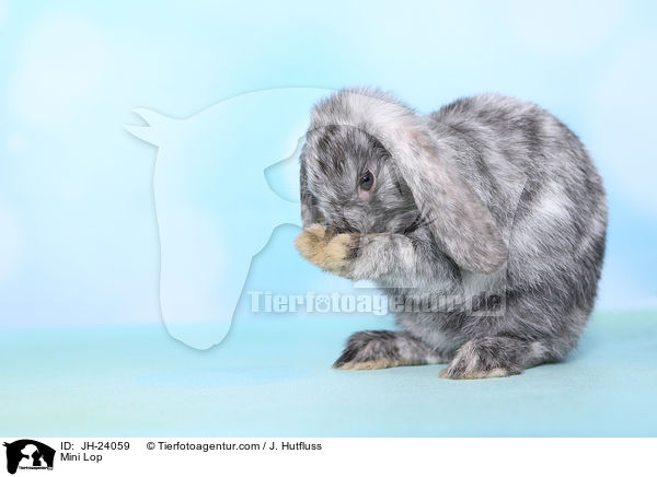 Zwergwidder / Mini Lop / JH-24059