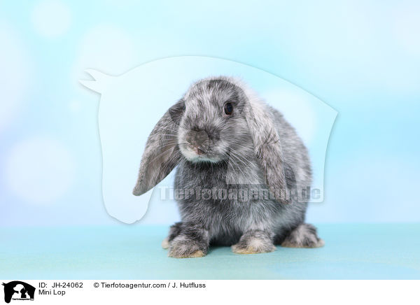 Zwergwidder / Mini Lop / JH-24062