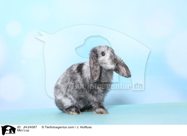 Zwergwidder / Mini Lop / JH-24067