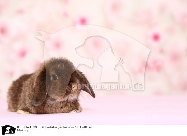 Zwergwidder / Mini Lop / JH-24539