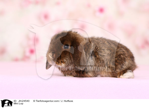 Mini Lop / JH-24540