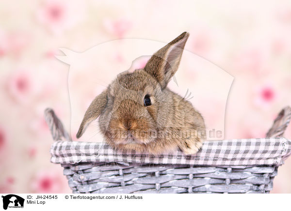 Zwergwidder / Mini Lop / JH-24545