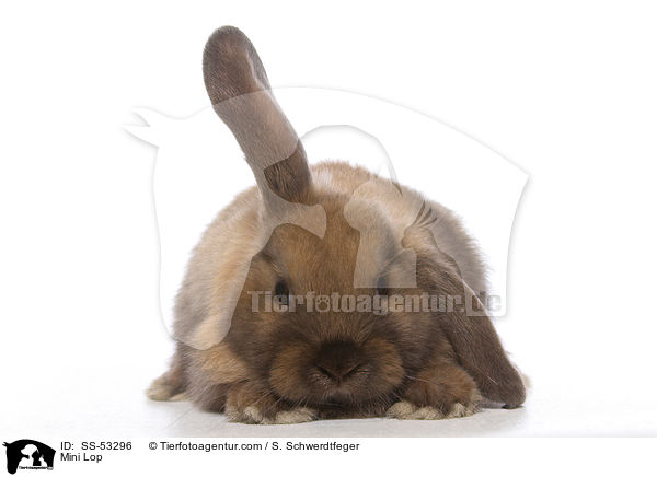 Mini Lop / SS-53296