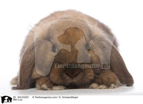 Mini Lop / SS-53297