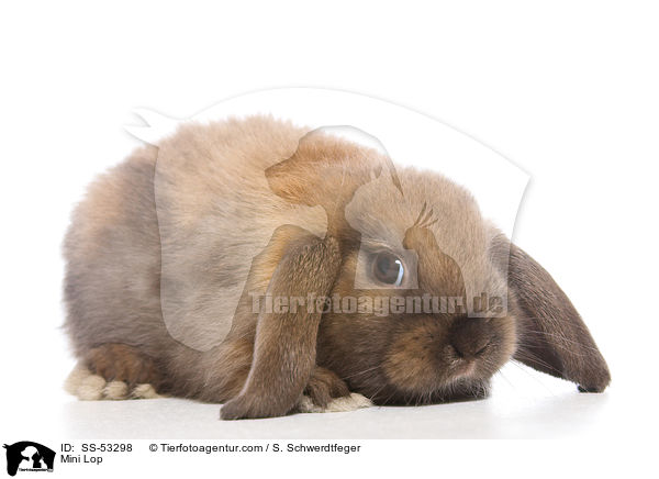 Zwergwidder / Mini Lop / SS-53298