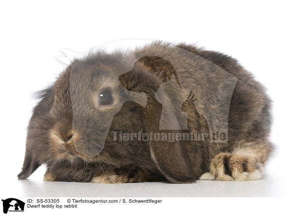 Zwerg-Teddywidder / Dwarf teddy lop rabbit / SS-53305