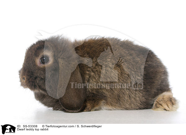 Dwarf teddy lop rabbit / SS-53308