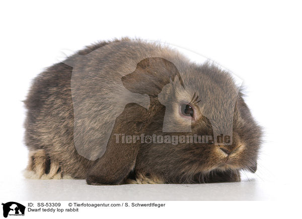 Zwerg-Teddywidder / Dwarf teddy lop rabbit / SS-53309