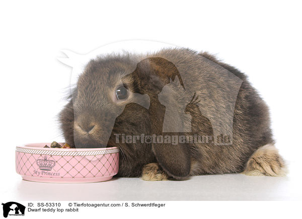 Zwerg-Teddywidder / Dwarf teddy lop rabbit / SS-53310