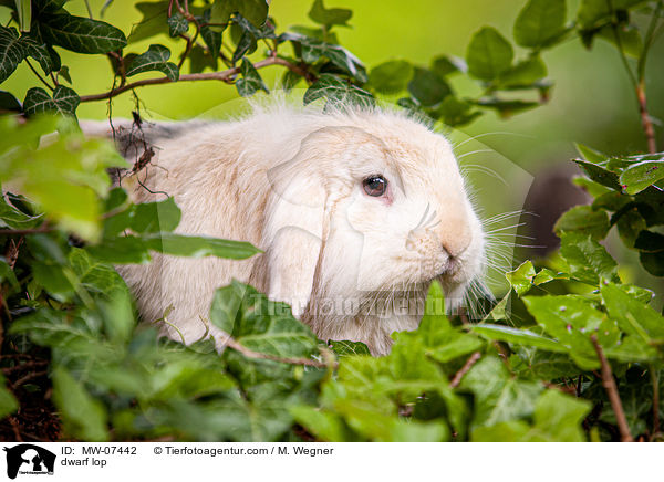 Zwergwidder / dwarf lop / MW-07442