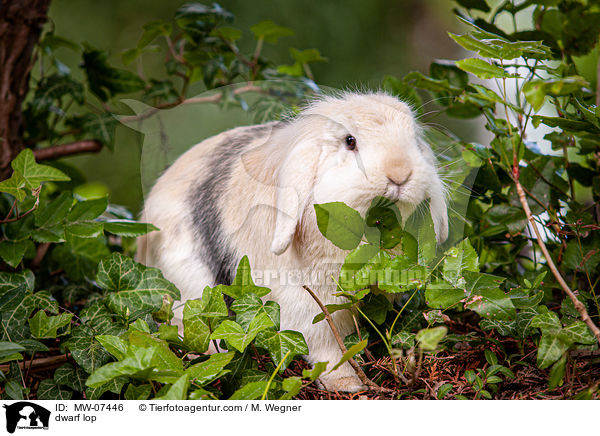 Zwergwidder / dwarf lop / MW-07446