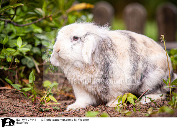 Zwergwidder / dwarf lop / MW-07447