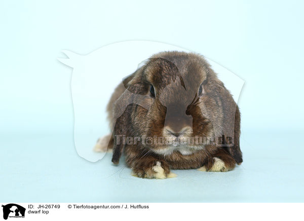 Zwergwidder / dwarf lop / JH-26749