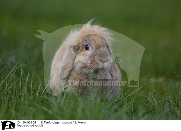 Zwergwidder / floppy-eared rabbit / JM-03354