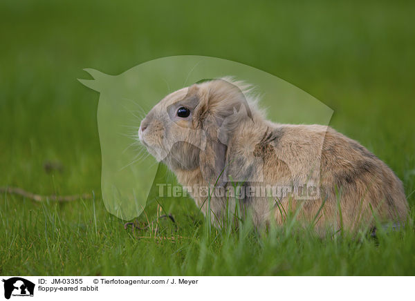 Zwergwidder / floppy-eared rabbit / JM-03355