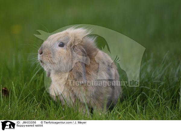 floppy-eared rabbit / JM-03356