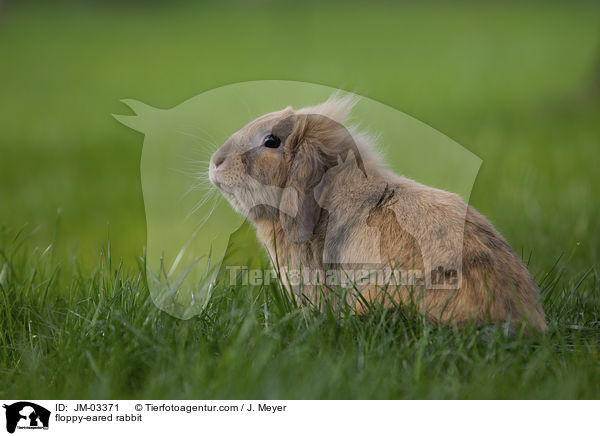 Zwergwidder / floppy-eared rabbit / JM-03371