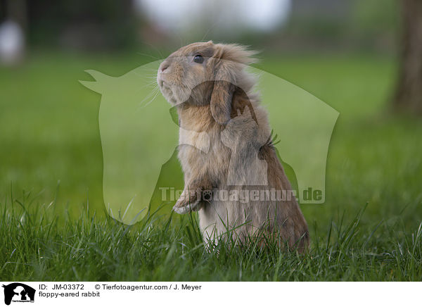Zwergwidder / floppy-eared rabbit / JM-03372