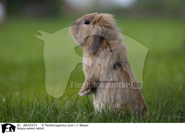 floppy-eared rabbit / JM-03373