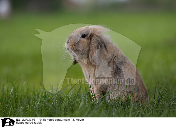 floppy-eared rabbit / JM-03376