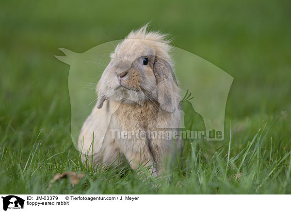 Zwergwidder / floppy-eared rabbit / JM-03379