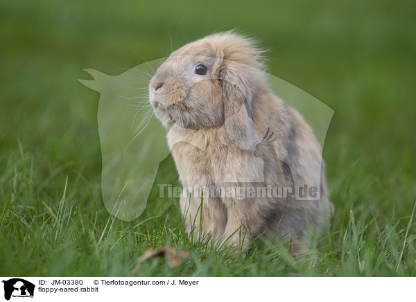 Zwergwidder / floppy-eared rabbit / JM-03380