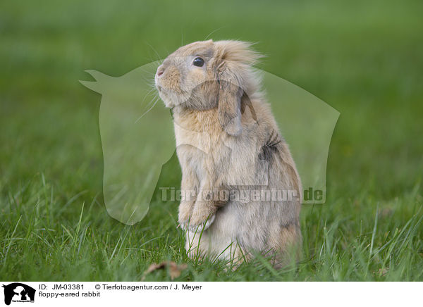 Zwergwidder / floppy-eared rabbit / JM-03381