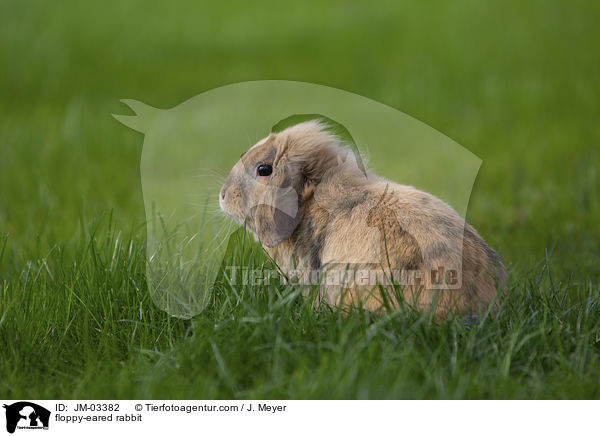 Zwergwidder / floppy-eared rabbit / JM-03382