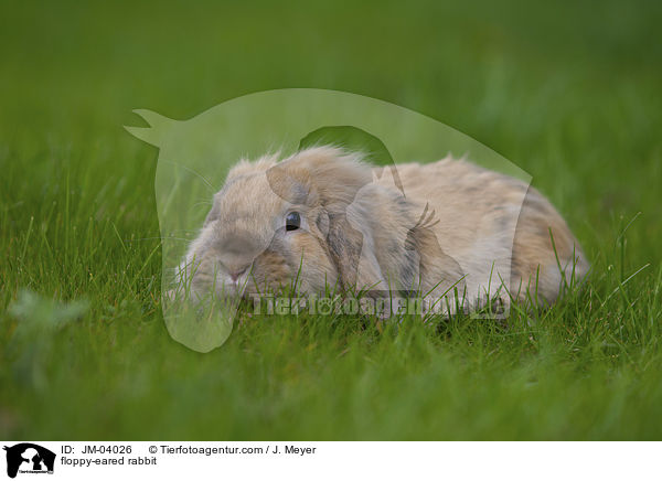 Zwergwidder / floppy-eared rabbit / JM-04026