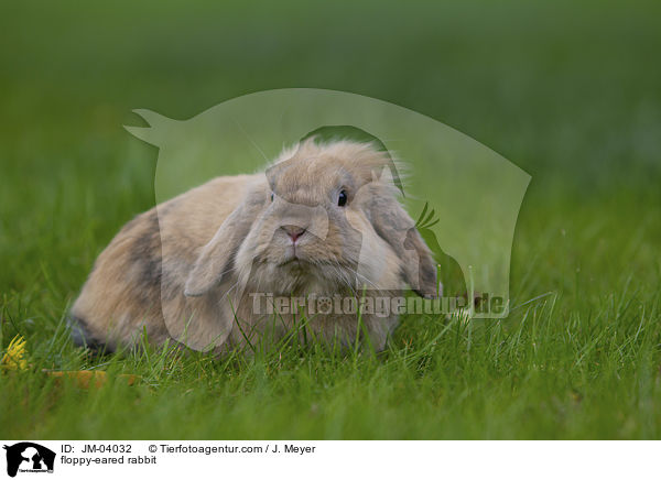 Zwergwidder / floppy-eared rabbit / JM-04032
