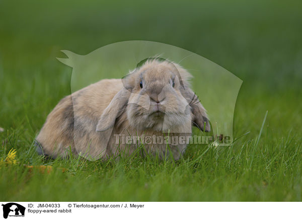 floppy-eared rabbit / JM-04033