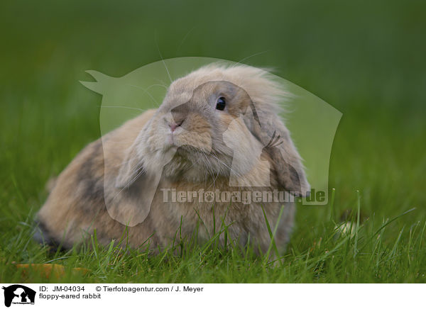 Zwergwidder / floppy-eared rabbit / JM-04034
