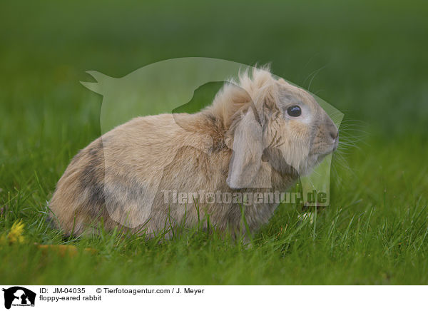 floppy-eared rabbit / JM-04035