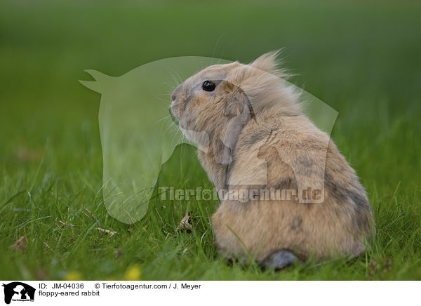 floppy-eared rabbit / JM-04036