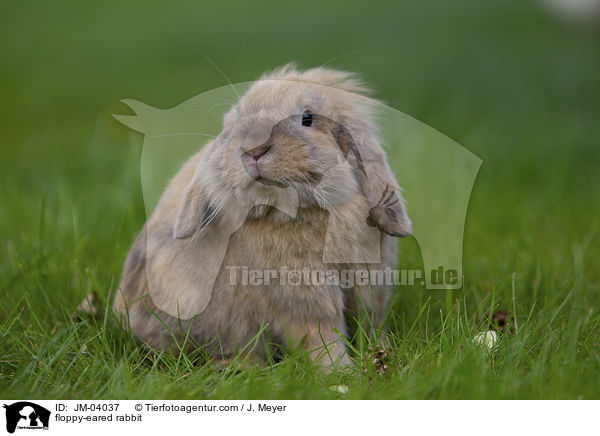 Zwergwidder / floppy-eared rabbit / JM-04037
