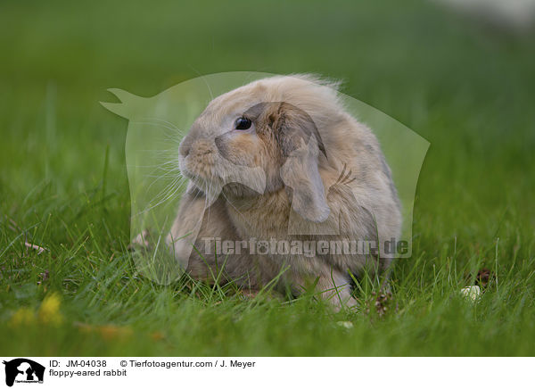 Zwergwidder / floppy-eared rabbit / JM-04038
