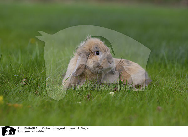Zwergwidder / floppy-eared rabbit / JM-04041