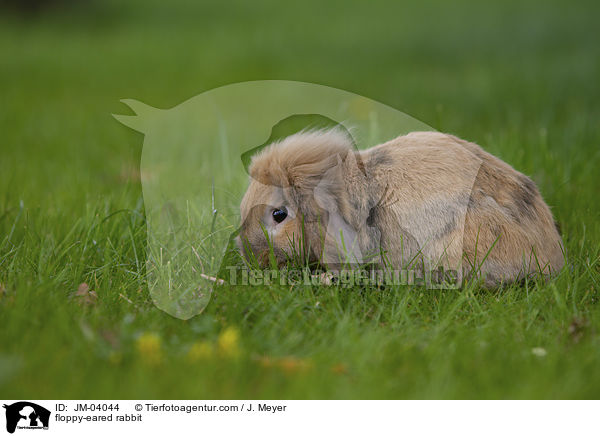 Zwergwidder / floppy-eared rabbit / JM-04044