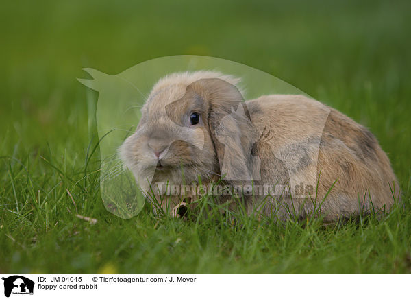 Zwergwidder / floppy-eared rabbit / JM-04045