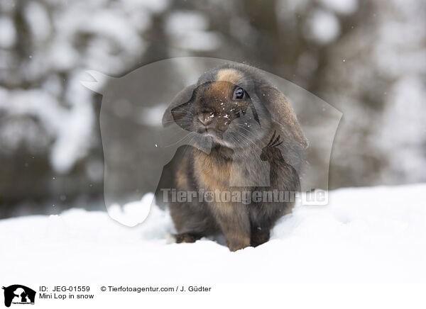 Zwergwidder im Schnee / Mini Lop in snow / JEG-01559