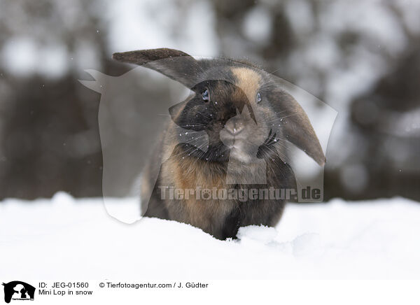Mini Lop in snow / JEG-01560