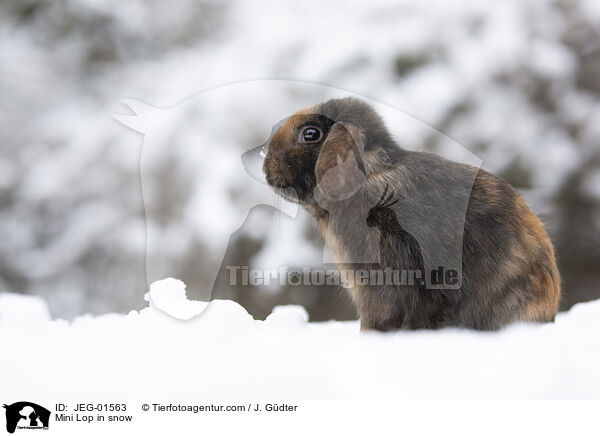 Mini Lop in snow / JEG-01563