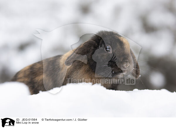 Zwergwidder im Schnee / Mini Lop in snow / JEG-01564