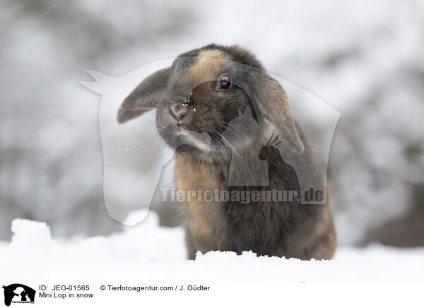 Mini Lop in snow / JEG-01565