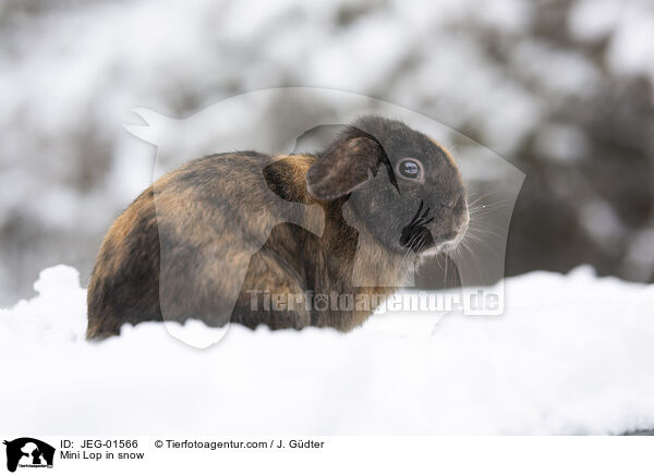 Mini Lop in snow / JEG-01566