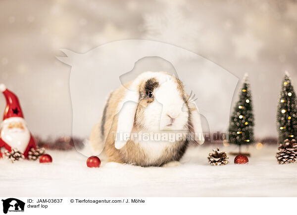 dwarf lop / JAM-03637