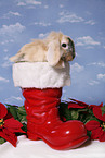 christmas bunny