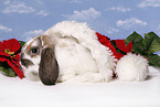 christmas bunny